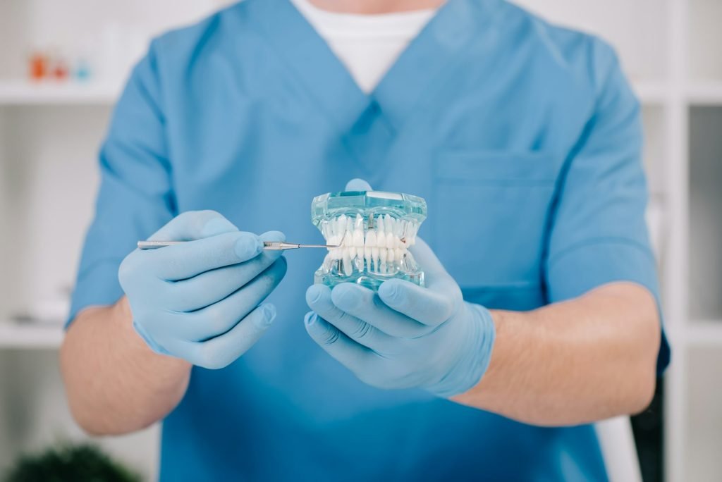 cropped view of orthodontist holding jaw model in clinic